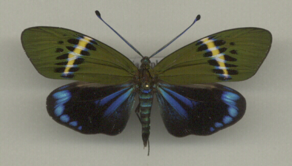 Eterusia repleta W.